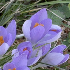 frühling?