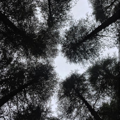 PJ Harvey - To Bring You My Love