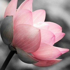 Pink Lotus | Open Collab | Prod. Genocide Jiraiya X Joi Plus
