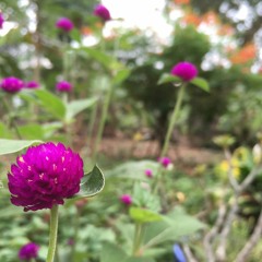 (Original) Tết Trong Em Là Gì