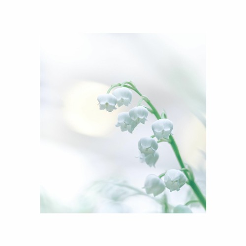 Lilies of the Valley