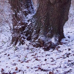 Sneeuwlandschap
