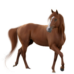 Mors (Horse Neighing) [me]