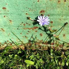 A Song of Healing (Feat. Sean Pádraig)