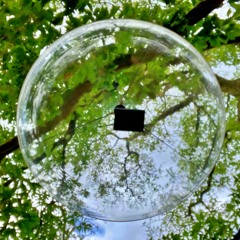 the secret world of plants iv. holm oak morning (2021) [extract]