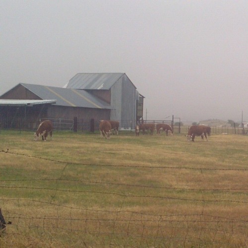 Algorithmic Caged Livestock Scarborough 12312022.mp3