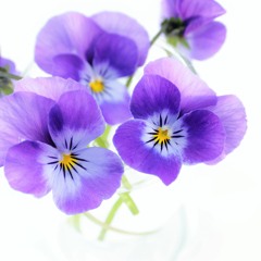 Purple Pansy Flowers
