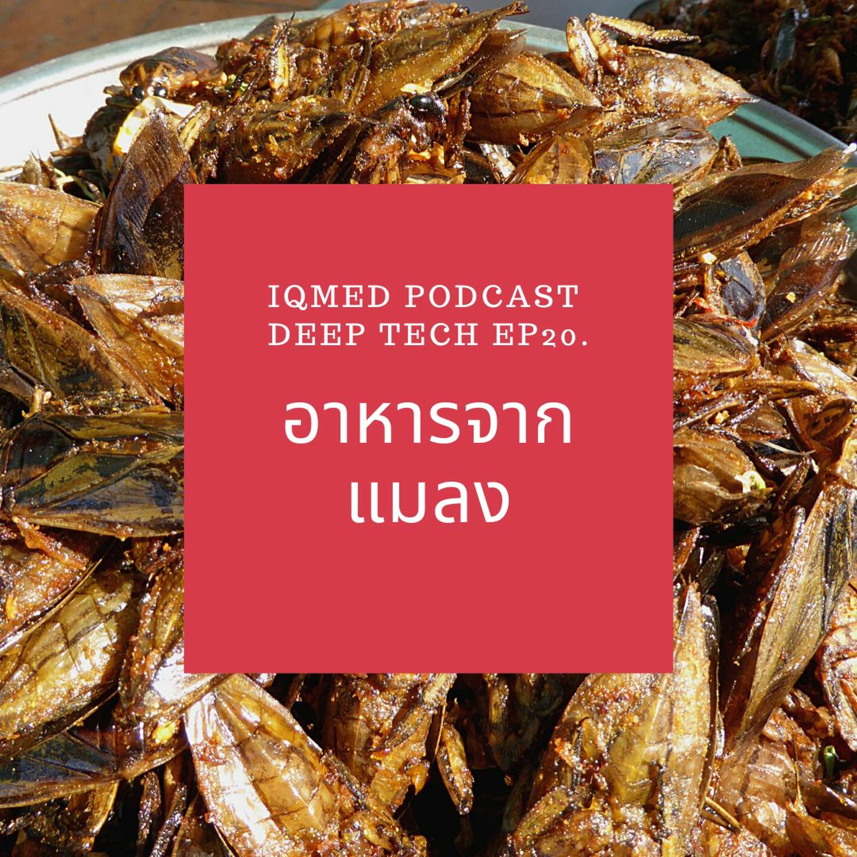 IQMED PODCAST