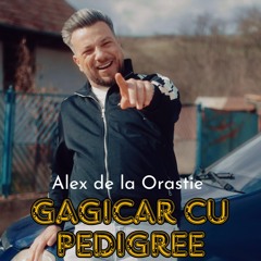 Gagicar cu pedigree