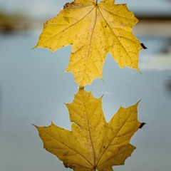 Rest in Your Still CENTRE For Equanimity In Movement Focusing Attunement