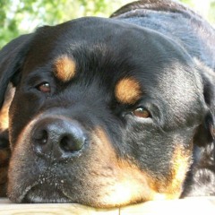 Fähund söker matte