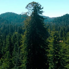 $6.5 Million Needed to Save Redwoods on the Russian River