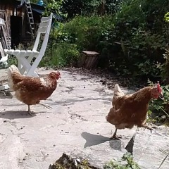 Set Néodemos 17 - 04 - 2020