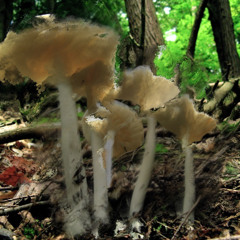 Keller Synth (tänzelcore)