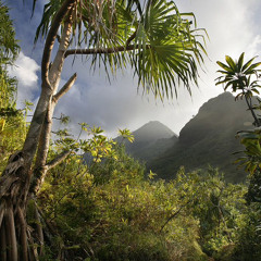 Chains in the Jungle