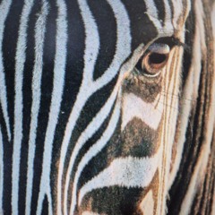zebra.m4a