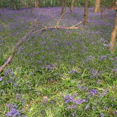 The Blue Fields