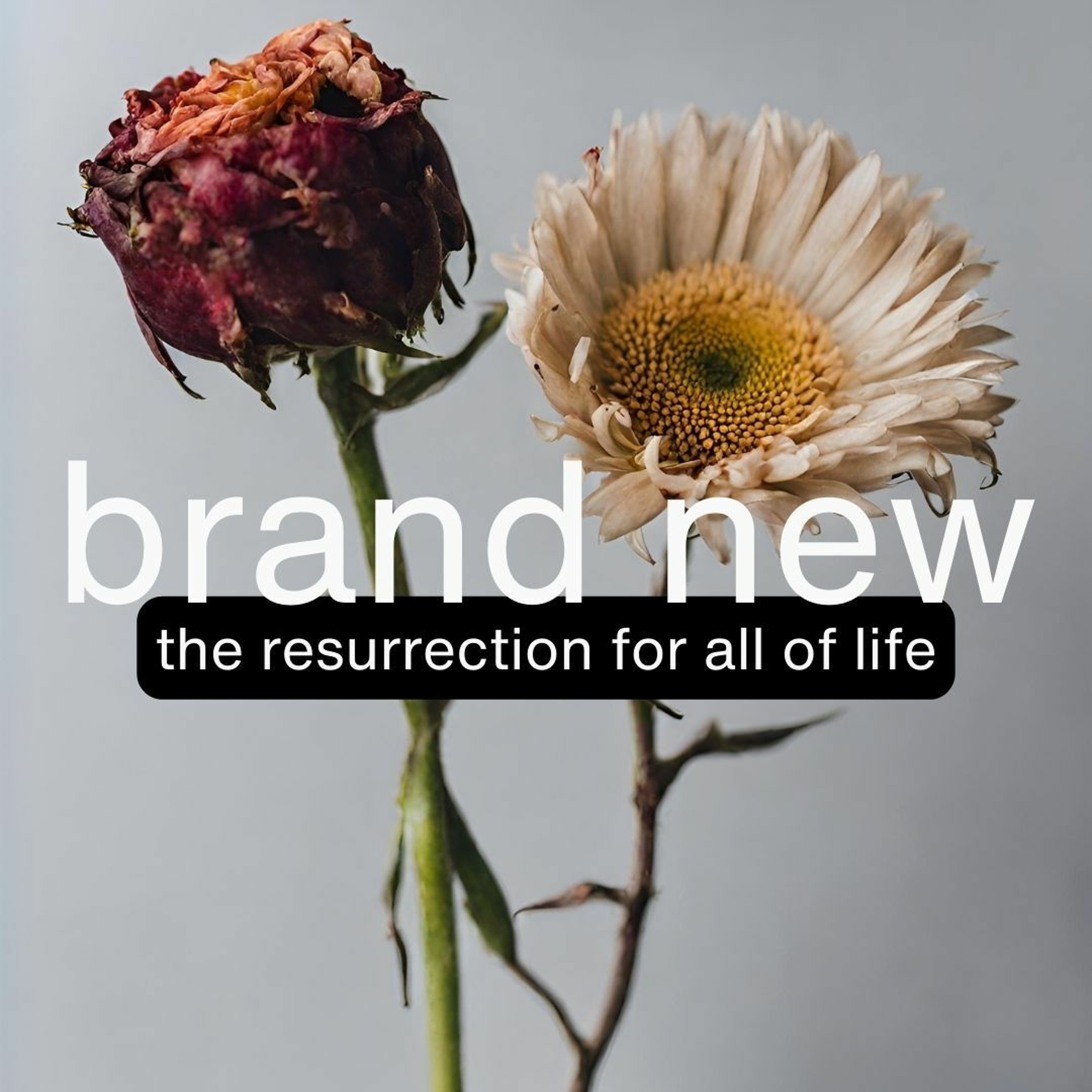 Brand New | Dealing Differently With Suffering | Gayle Parker - 1 Peter 1:3-9 episode artwork
