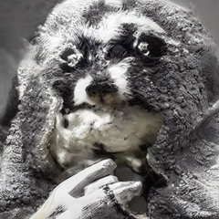 Wolli - Girls Beautiful