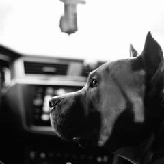 dog¿ (01dasha)