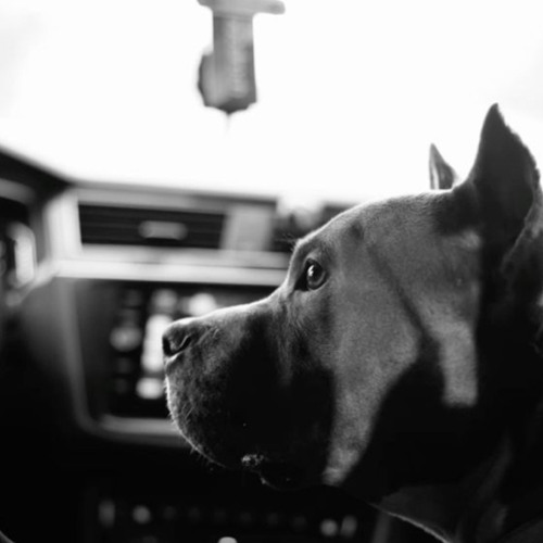 dog¿ (01dasha)