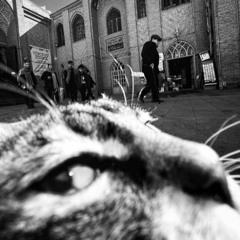 Acid Cats Mix Oct 24