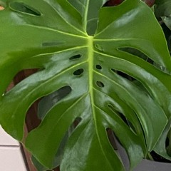 Paper Hearts (old demo)