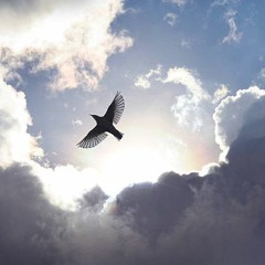 angel bird [prod. riahijk]