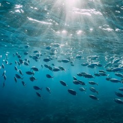 Ocean Freestyle