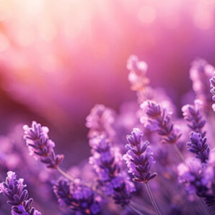 LAVENDER
