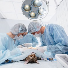 Pet Urgent Care: Swift, Expert Attention for Your Pet's Emergencies