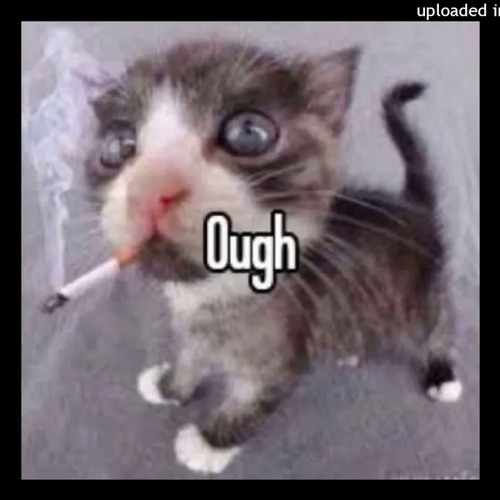 cat coughing meme smoking