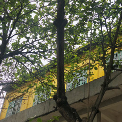 chieunayanhphaibayveHaNoi (cover)