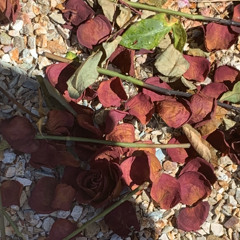 Cxld🤍💫 (Prod.AntChamberlain)