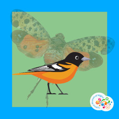 Question Your World: Are lanternflies evading nature's pest control?