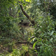 SMELL OF THE JUNGLE