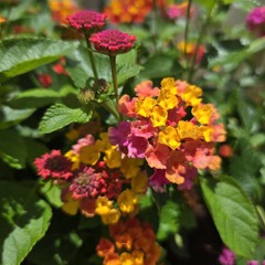 LANTANA