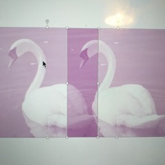 TWO SWANS-22