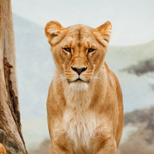 Journeying With Sekhmet