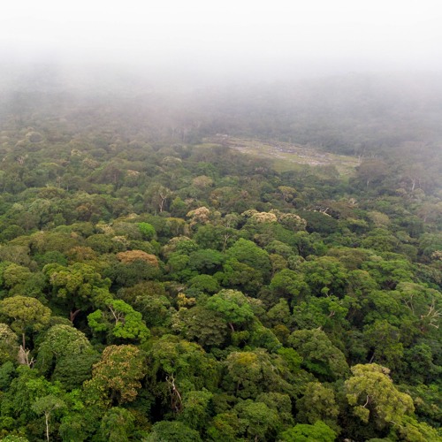 Thunderstorm in the rainforest
