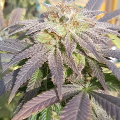 [140] BPM 1.2.3. NEGATI VI.mp3