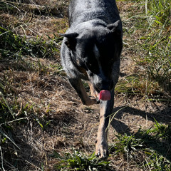 find me in the mountains.wav