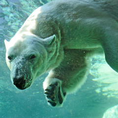 ICEBEAR EISBÄR (CHASE WEST ID)