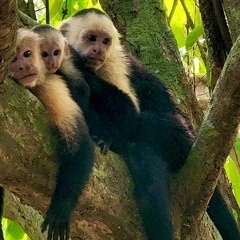 Monkey Teachers
