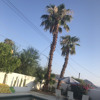 Misaku Foxx - count yr blessings