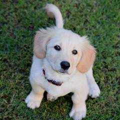 Paul Anka - Puppy love Remix