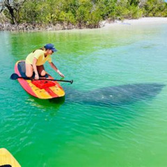 Review Special Price Dolphin And Manatee Adventure Tour Of Fort Myers