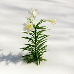 LILIUM