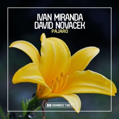 IVAN MIRANDA & DAVID NOVACEK- Pajaro (Original Mix)