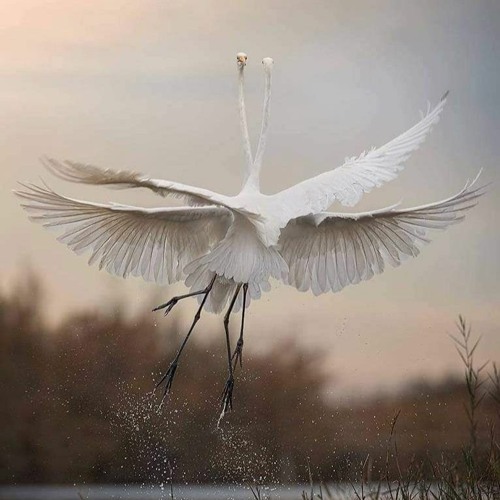 light as air (by Alice Phoebe Lou)